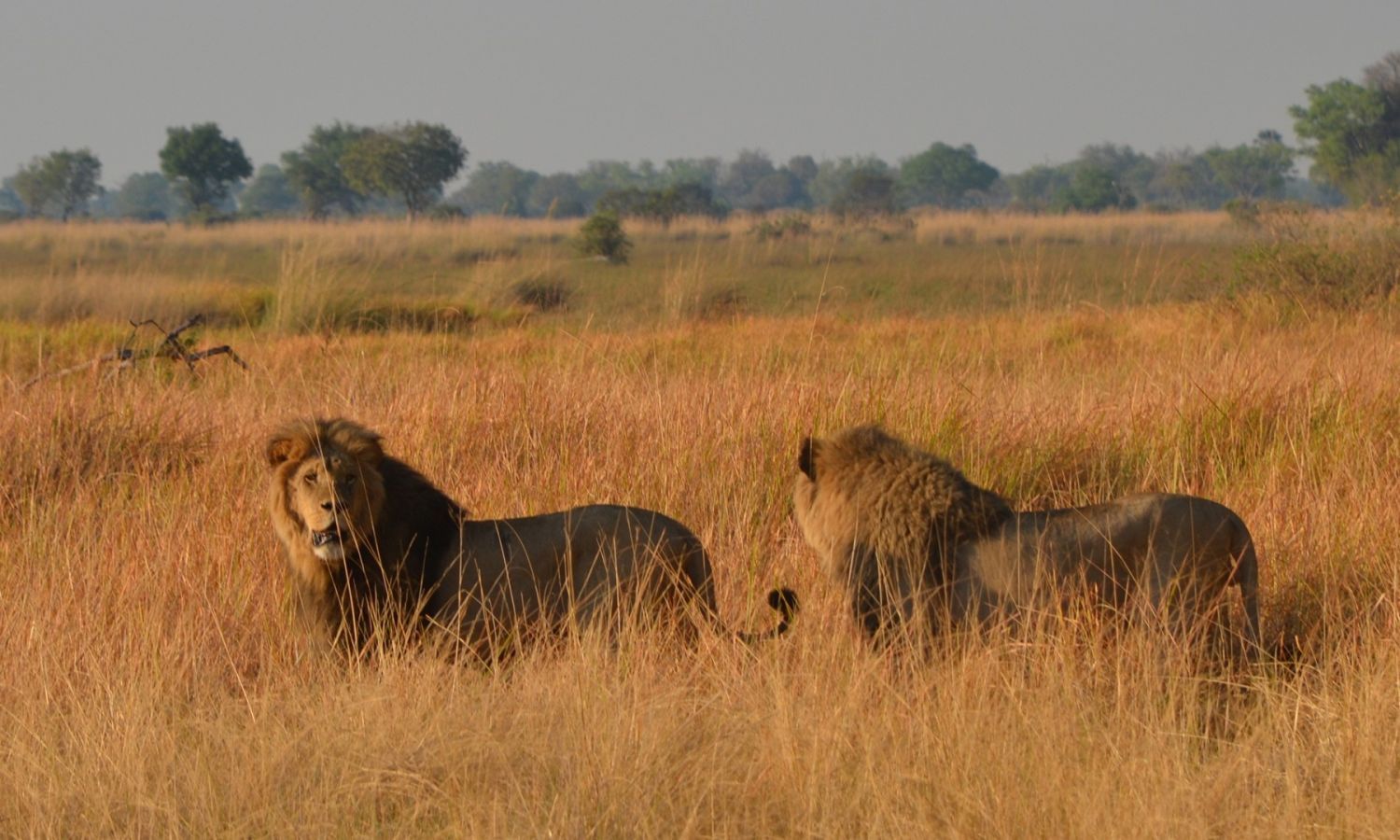 Safari safari au parc national d'Etosha