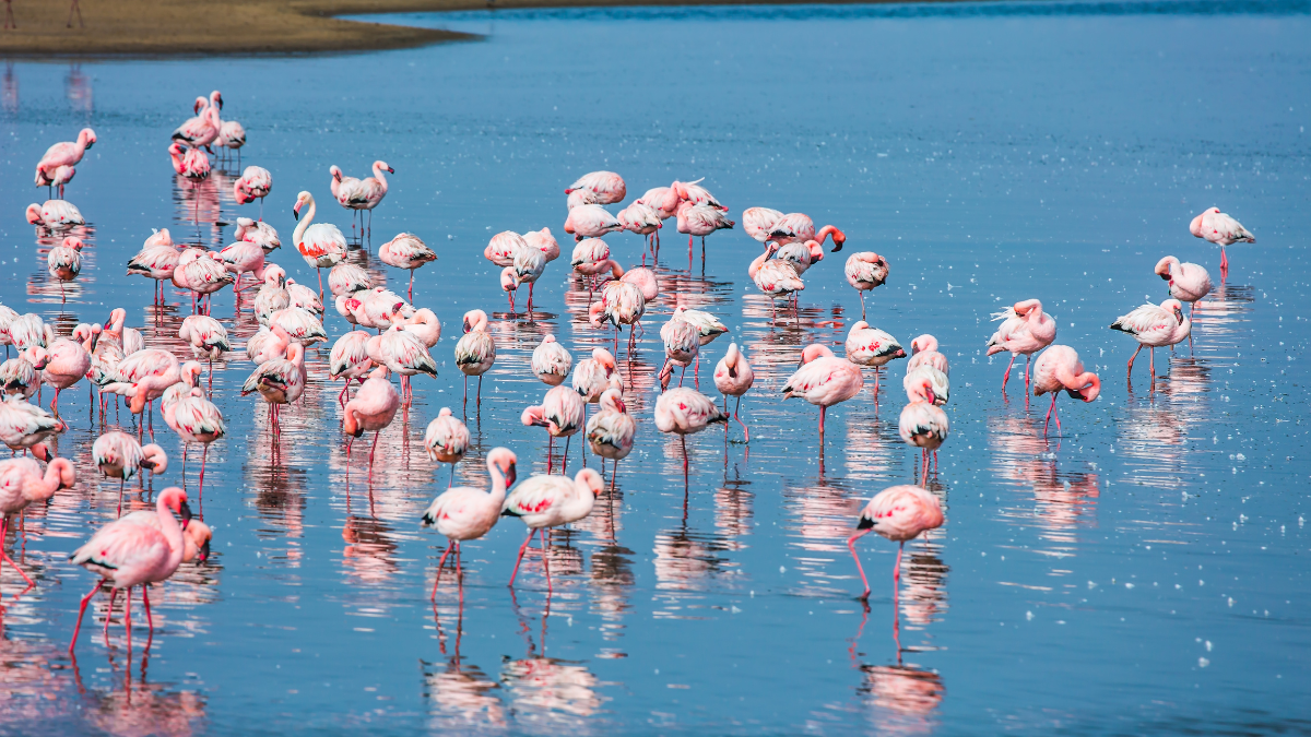 Côte Atlantique  Walvis Bay