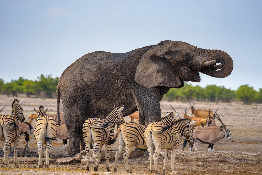 Parc national d'Etosha