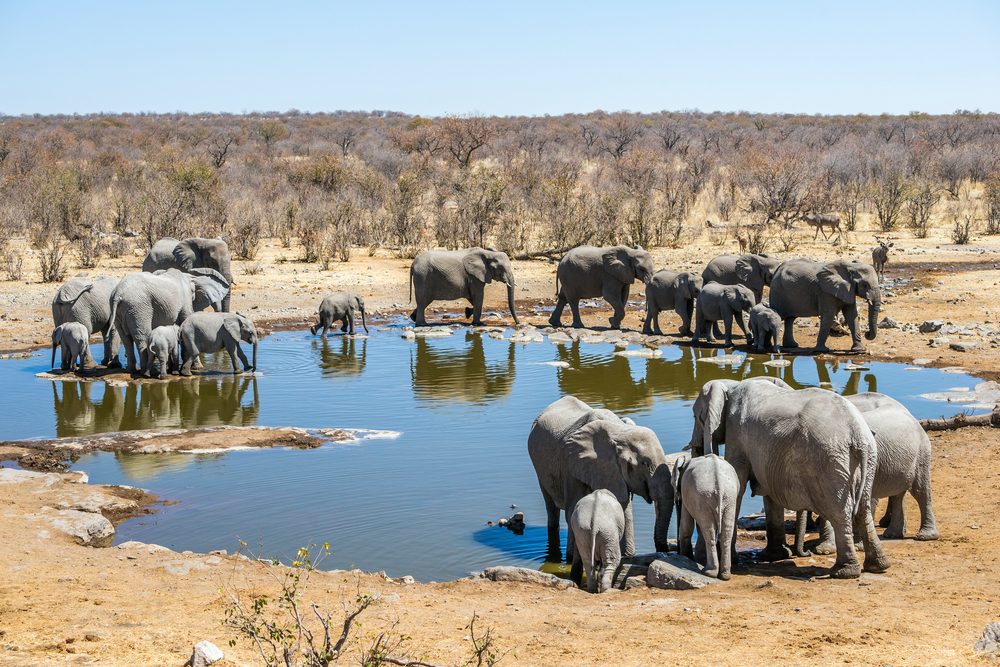 Parc national d'Etosha